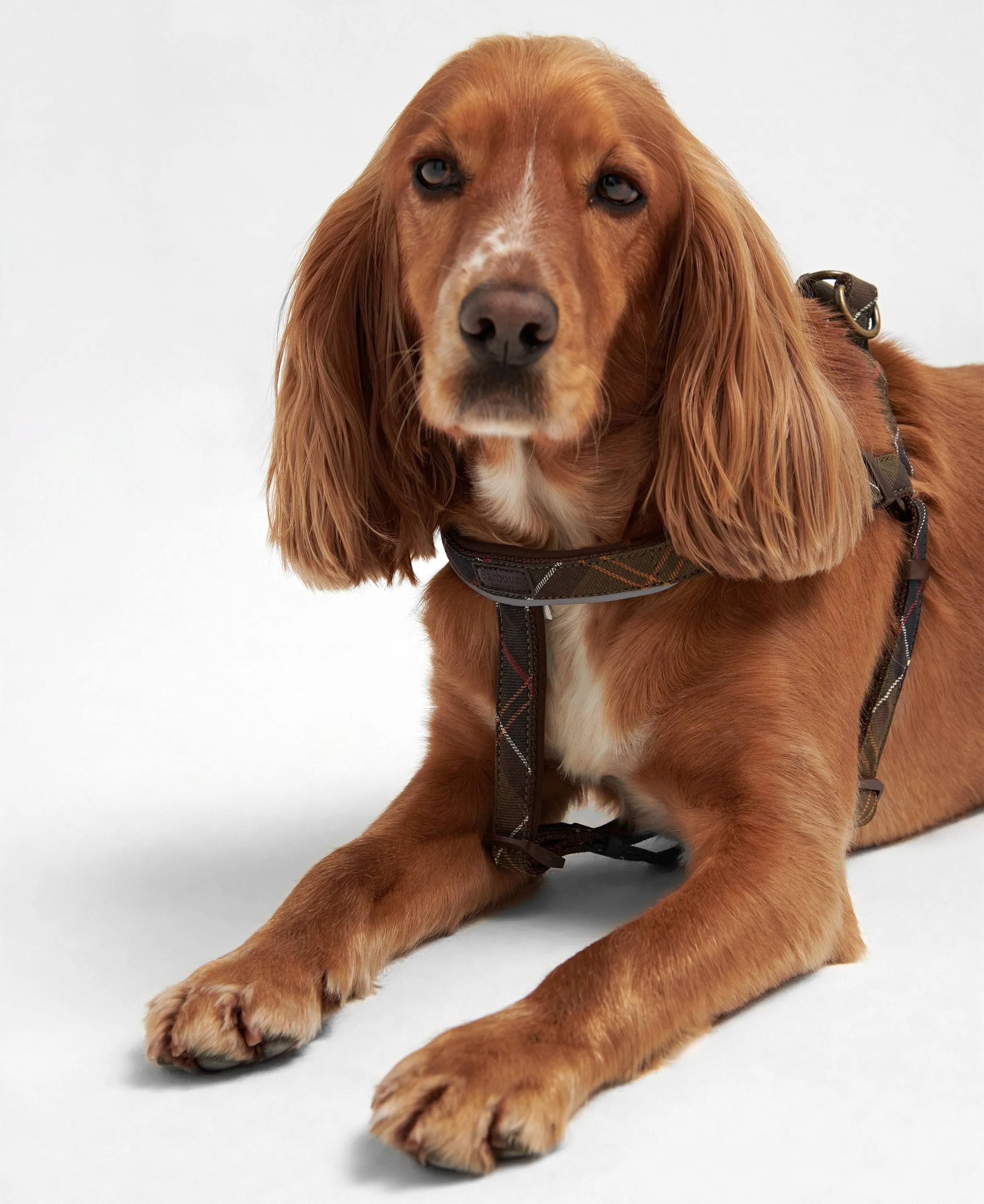Barbour 5 Way Adjustable Dog Harness