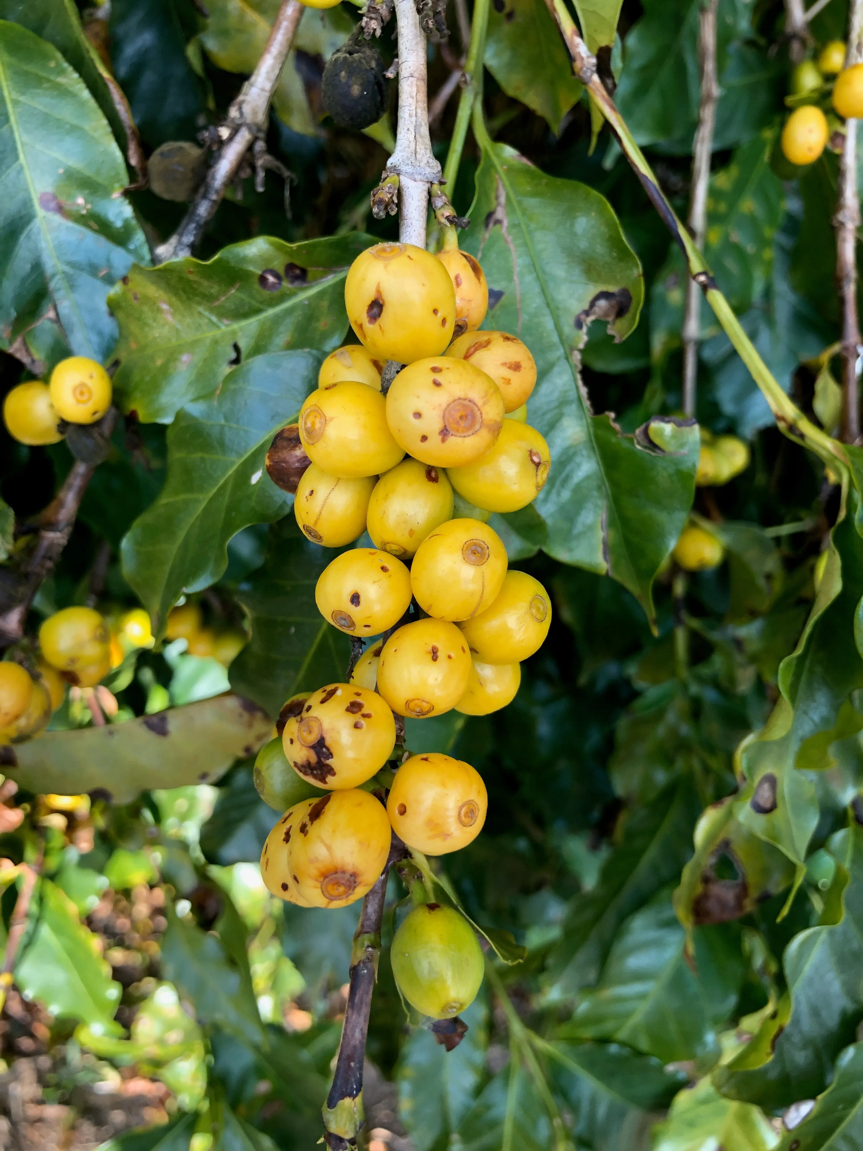 Brazil Yellow Bourbon Pulped Natural Arabica Fazenda Do Lobo Roasted Coffee