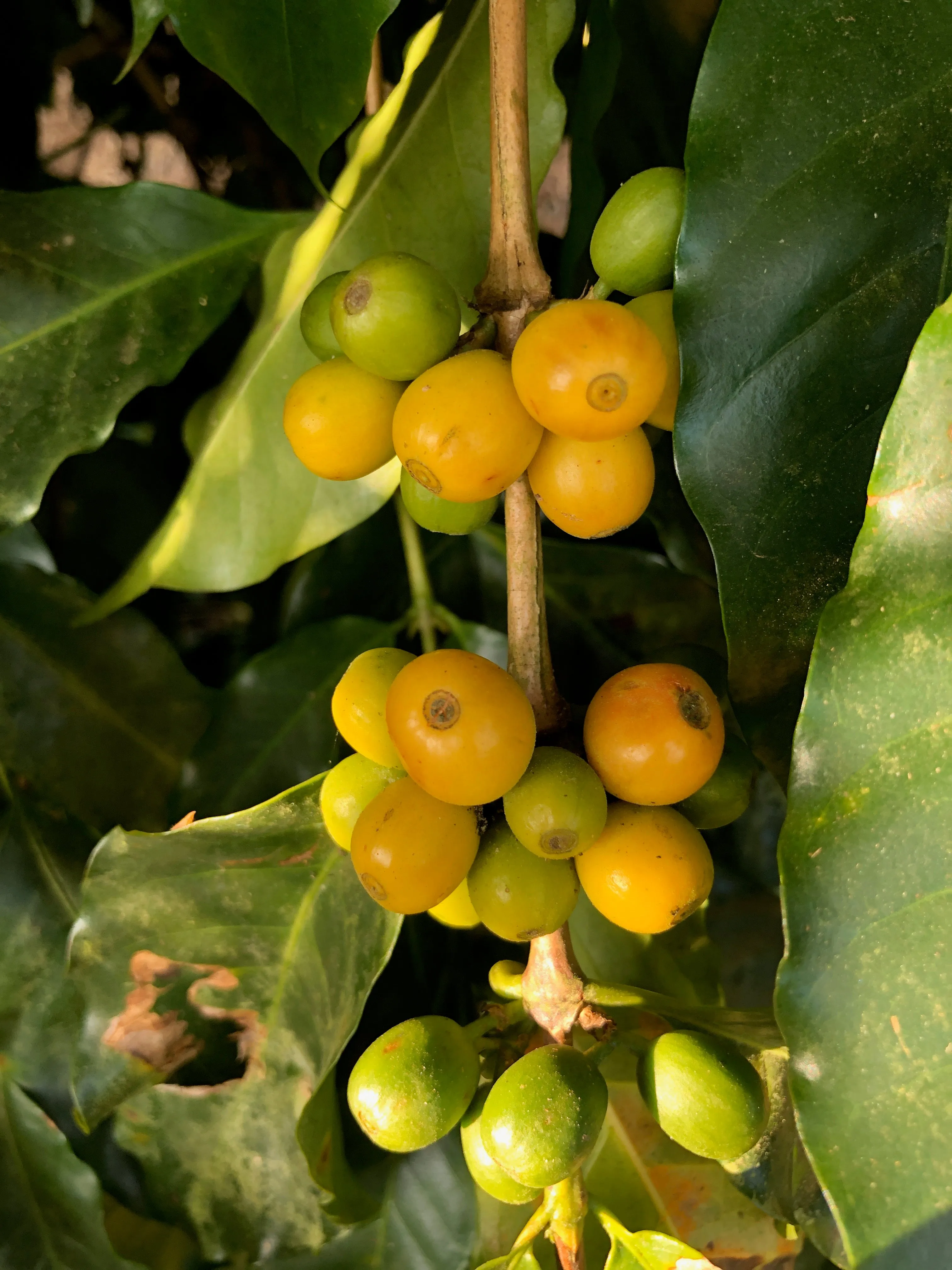 Brazil Yellow Bourbon Pulped Natural Arabica Fazenda Do Lobo Roasted Coffee