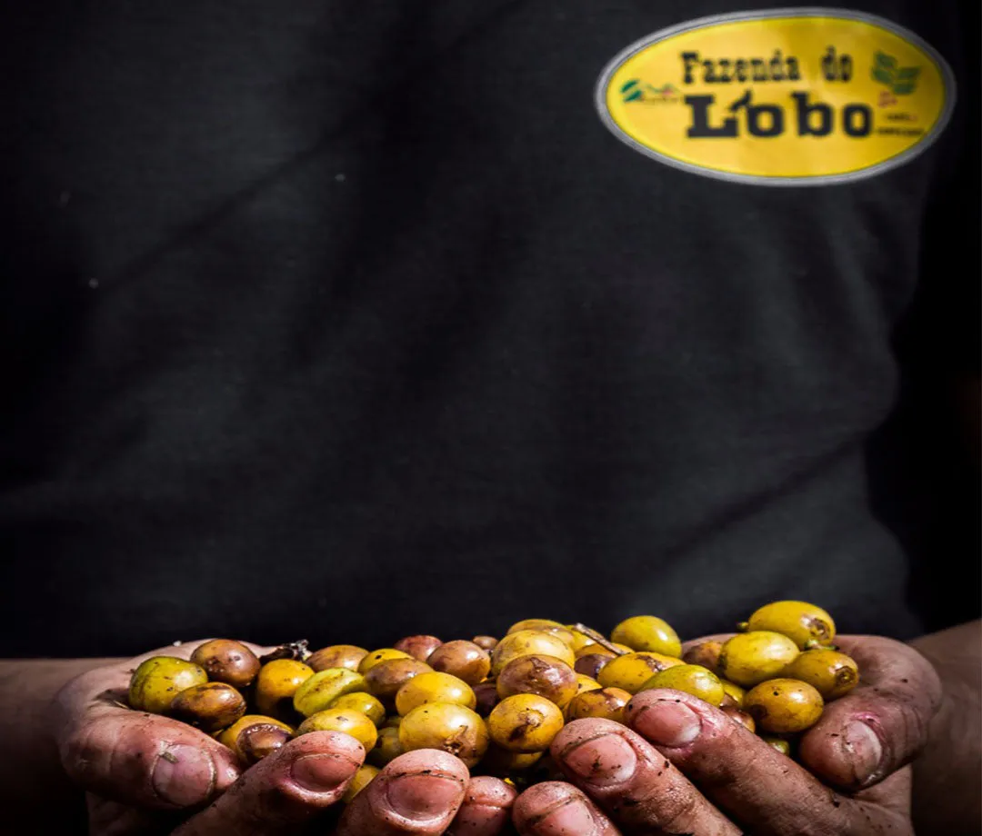 Brazil Yellow Bourbon Pulped Natural Arabica Fazenda Do Lobo Roasted Coffee