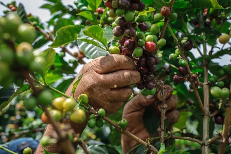 Colombia AA  Excelso Santa Barbara Estate. Available at Continental, NJ & Salisbury, MA.