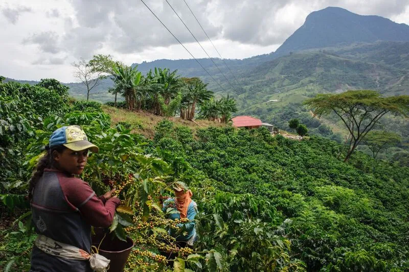 Colombia AA  Excelso Santa Barbara Estate. Available at Continental, NJ & Salisbury, MA.