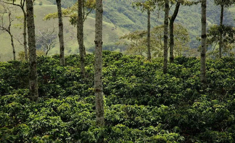 Colombia AA  Excelso Santa Barbara Estate. Available at Continental, NJ & Salisbury, MA.