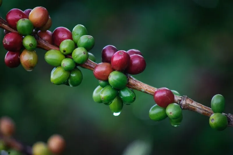 Colombia AA  Excelso Santa Barbara Estate. Available at Continental, NJ & Salisbury, MA.