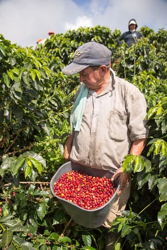 Colombia AA  Excelso Santa Barbara Estate. Available at Continental, NJ & Salisbury, MA.