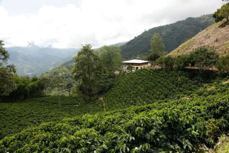 Colombia AA  Excelso Santa Barbara Estate. Available at Continental, NJ & Salisbury, MA.