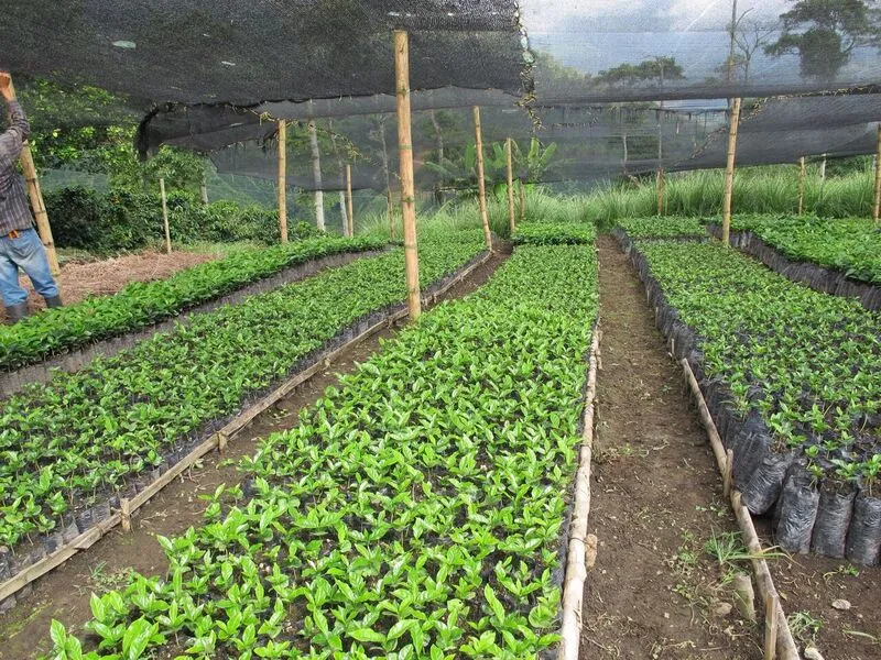 Colombia AA  Excelso Santa Barbara Estate. Available at Continental, NJ & Salisbury, MA.