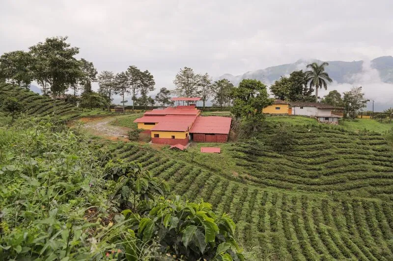 Colombia AA  Excelso Santa Barbara Estate. Available at Continental, NJ & Salisbury, MA.