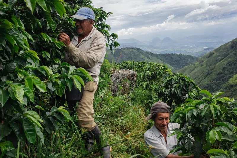 Colombia AA  Excelso Santa Barbara Estate. Available at Continental, NJ & Salisbury, MA.