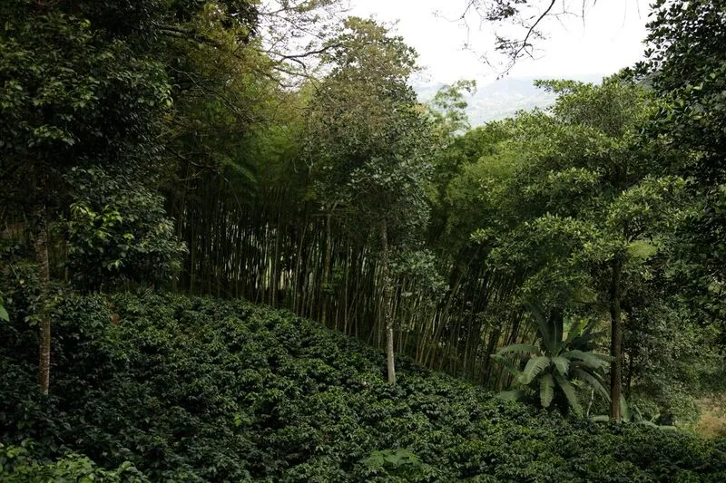 Colombia AA  Excelso Santa Barbara Estate. Available at Continental, NJ & Salisbury, MA.