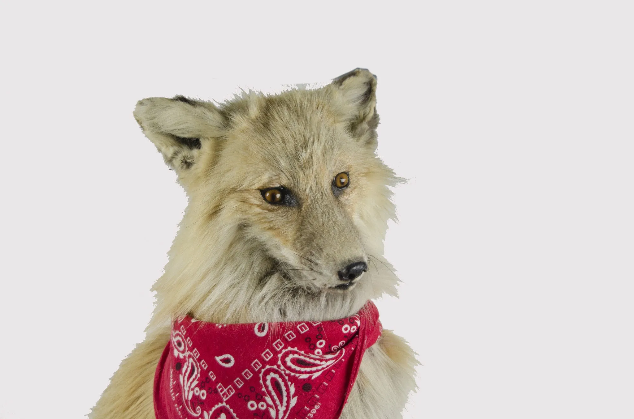Mr. Fox