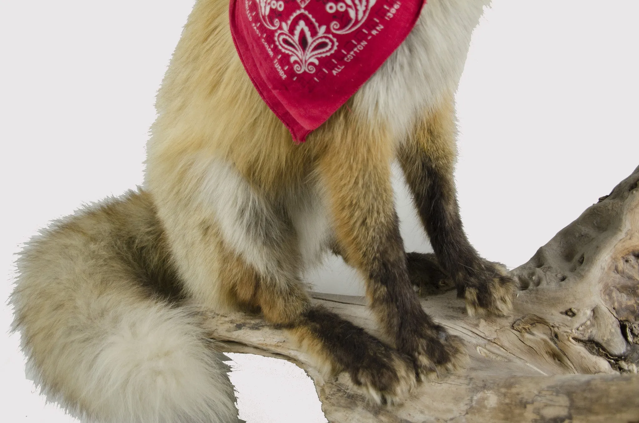 Mr. Fox