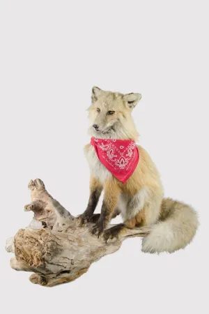 Mr. Fox