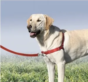 Smoochy Poochy Front Clip Dog Harness